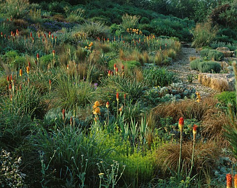 LADY_FARM__SOMERSET_THE_STEPPE_AREA_WITH_KNIPHOFIAS__ACHILLEA_MOONSHINE_AND_STIPA_GIGANTEA