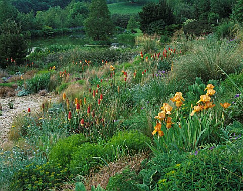 LADY_FARM__SOMERSET_THE_STEPPE_AREA_WITH_KNIPHOFIAS__IRIS_BUTTERSCOTCH_KISS_AND_STIPA_GIGANTEA_WITH_
