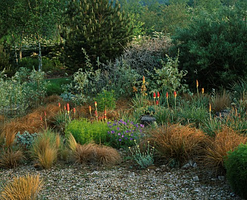 LADY_FARM__SOMERSET_THE_STEPPE_AREA_WITH_KNIPHOFIAS__GERANIUM_JOHNSONS_BLUE__COREOPSIS_VERTICILLATA_
