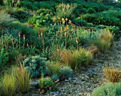 LADY FARM  SOMERSET: THE STEPPE AREA WITH KNIPHOFIAS  STIPA GIGANTEA AND IRIS BUTTERSCOTCH KISS