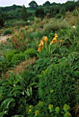 LADY FARM  SOMERSET: THE STEPPE AREA WITH KNIPHOFIAS  VERBASCUMS AND IRIS BUTTERSCOTCH