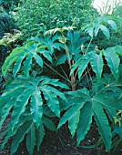 PETER REIDS GARDEN  HAMPSHIRE: MASSIVE LEAVES OF TETRAPANAX PAPYRIFER REX IN THE BACK GARDEN
