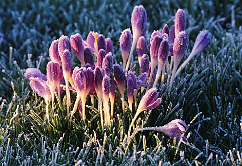 FROSTED_FLOWERS_OF_CROCUS_TOMASINIANUS_PETTIFERS__OXFORDSHIRE