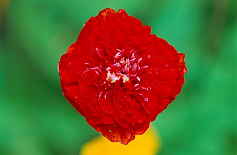 WOODCHIPPINGS__NORTHANTS_MECONOPSIS_CAMBRICA_DOUBLE_RED