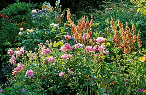 WOODCHIPPINGS__NORTHANTS_ROSA_NATALIE_NYPELS_AND_VERBASCUM_COTSWOLD_BEAUTY