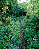 WOODCHIPPINGS  NORTHANTS: A PATH THROUGH THE OLD ORCHARD LINED WITH SINGLE AND DOUBLE FORMS OF MECONOPSIS CAMBRICA  VIOLA AND GERANIUM NODOSUM
