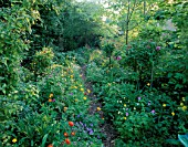 WOODCHIPPINGS  NORTHANTS: A PATH THROUGH THE OLD ORCHARD LINED WITH SINGLE AND DOUBLE FORMS OF MECONOPSIS CAMBRICA  VIOLA AND GERANIUM NODOSUM