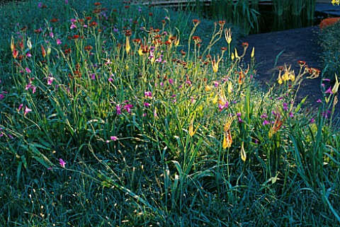 CHELSEA_2004_THE_MERRILL_LYNCH_GARDEN_DESIGNED_BY_DAN_PEARSON_NATURAL_STYLE_PLANTING_WITH_TULIPA_ACU