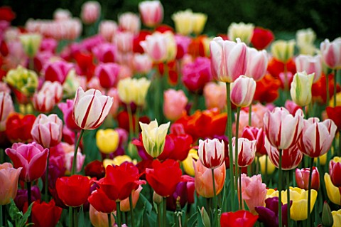 HOLLAND_TULIP_PARK__THE_NETHERLANDS_MULTI_COLOURED_TULIPS_IN_A_BORDER
