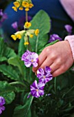 DESIGNER: CLARE MATTHEWS: FLOWERS FOR EATING - GIRLS HAND WITH COWSLIPS (PRIMULA VERIS) AND VIOLAS