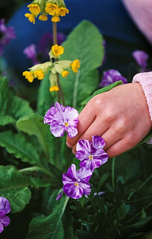 DESIGNER_CLARE_MATTHEWS_FLOWERS_FOR_EATING__GIRLS_HAND_WITH_COWSLIPS_PRIMULA_VERIS_AND_VIOLAS