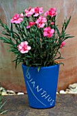 DESIGNER: CLARE MATTHEWS: BLUE CONTAINER WITH WHITE CHALK WRITING PLANTED WITH DIANTHUS (LABEL PROJECT)