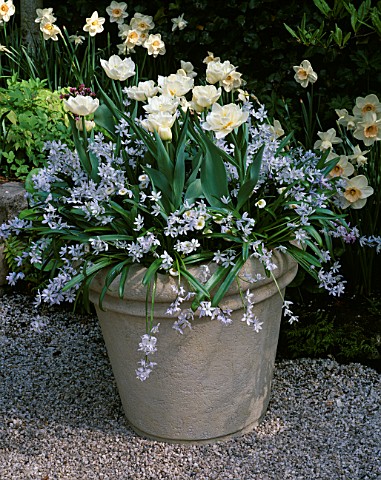 KEUKENHOF_GARDENS__HOLLAND_CONTAINER_PLANTED_WITH_CREAMY_TULIPS_AND_SCILLAS