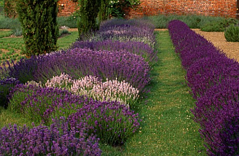 DOWNDERRY_NURSERY__KENT_LAVENDER_BEDS_IN_THE_WALLED_GARDEN
