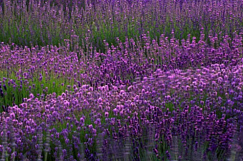 DOWNDERRY_NURSERY__KENT_LAVENDER_BEDS_IN_THE_WALLED_GARDEN