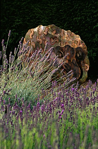 DOWNDERRY_NURSERY__KENT_METAL_SHEEP_BY_COLIN_COMRIE_SURROUNDED_BY_LAVENDER