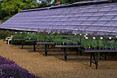 DOWNDERRY NURSERY  KENT: LAVENDERS FOR SALE IN FRONT OF A GREENHOUSE