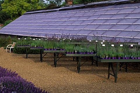 DOWNDERRY_NURSERY__KENT_LAVENDERS_FOR_SALE_IN_FRONT_OF_A_GREENHOUSE