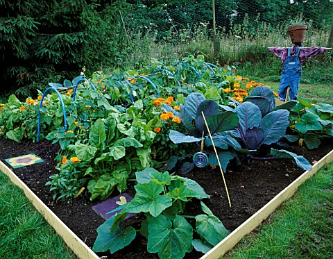 DESIGNER_CLARE_MATTHEWS_VEGETABLE_TUNNEL_PROJECT__FINISHED_POTAGER_WITH_SCARECROW__CABBAGES__VEGETAB