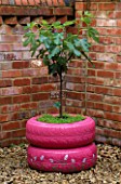 DESIGNER: CLARE MATTHEWS - FRAGRANT TREE SEAT - PINK PAINTED CAR TYRES PLANTED WITH A FIG TREE AND THYMES