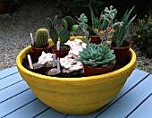 DESIGNER: CLARE MATTHEWS - DESERT/ XERISCAPE GARDEN - CACTI AND SUCCULENTS PLACED INSIDE TERRACOTTA CONTAINER READY FOR PLANTING