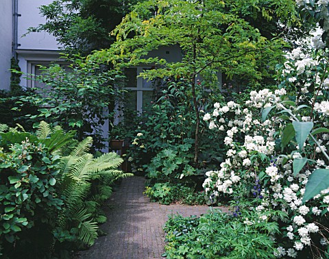 AMSTERDAM_PRIVATE_GARDEN__PATH_SURROUNDED_BY_FERNS__PHILADELPHUS_AND_ROBINIA