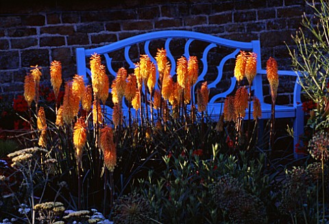 PETTIFERS__OXFORDSHIRE_KNIPHOFIA_BEES_SUNSET_IN_FRONT_OF_A_BLUE_BENCH