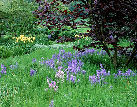PETTIFERS__OXFORDSHIRE_THE_MEADOW_WITH_BLUEBELLS_AND_CORYLUS_MAXIMA_RED_ZELLERNUT