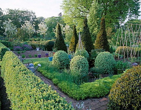 PETTIFERS__OXFORDSHIRE_THE_PARTERRE_IN_SPRING_WITH_CLIPPED_BOX_AND_YEW_TOPIARY_SHAPES_AND_MALUS_HUPE
