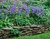 PETTIFERS  OXFORDSHIRE: RAISED BED WITH BLUEBELLS AND WELSH POPPIES (MECONOPSIS CAMBRICA)