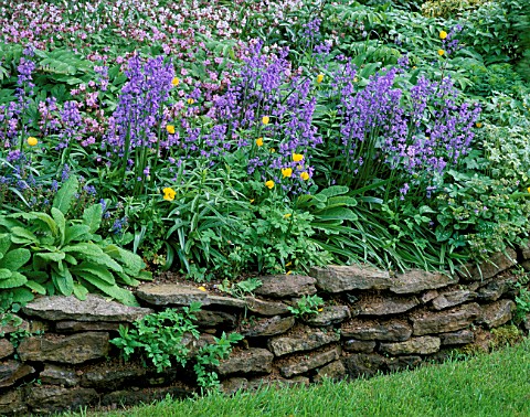 PETTIFERS__OXFORDSHIRE_RAISED_BED_WITH_BLUEBELLS_AND_WELSH_POPPIES_MECONOPSIS_CAMBRICA