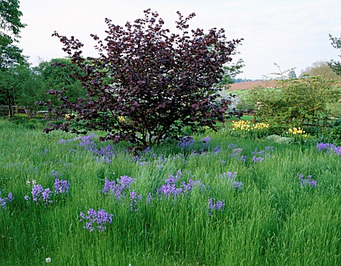 PETTIFERS__OXFORDSHIRE_THE_MEADOW_WITH_CORYLUS_RED_ZELLERNUT_AND_BLUEBELLS
