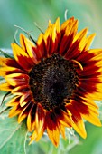 HELIANTHUS ANNUUS RING OF FIRE
