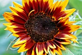 HELIANTHUS ANNUUS RING OF FIRE