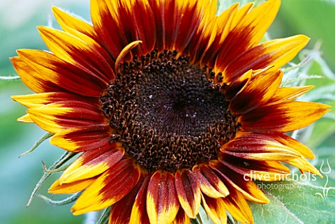 HELIANTHUS_ANNUUS_RING_OF_FIRE