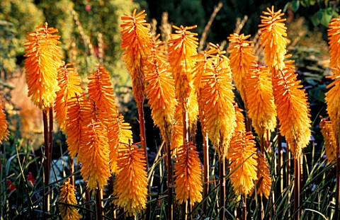 PETTIFERS_GARDEN__OXFORDSHIRE_KNIPHOFIA_BEES_SUNSET