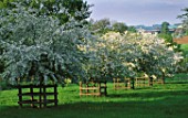PETTIFERS GARDEN  OXFORDSHIRE: MALUS HUPEHENSIS IN SPRING AND LANDSCAPE BEYOND