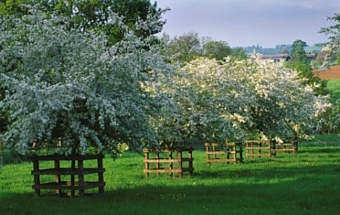 PETTIFERS_GARDEN__OXFORDSHIRE_MALUS_HUPEHENSIS_IN_SPRING_AND_LANDSCAPE_BEYOND