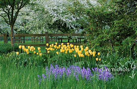 PETTIFERS_GARDEN__OXFORDSHIRE_THE_MEADOW_WITH_BLUEBELLS_AND_YELLOW_TULIPS