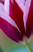 CLOSE-UP OF PINK TULIP   TULIPA   AS USED BY THE FLOWERBOX