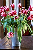 BUNCH OF PINK TULIPS IN GALVANISED CONTAINER ON WINDOWSILL.  THE FLOWERBOX