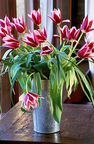 BUNCH_OF_PINK_TULIPS_IN_GALVANISED_CONTAINER_ON_WINDOWSILL__THE_FLOWERBOX