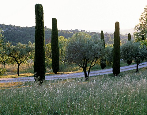 LA_CHABAUDE__FRANCE_DESIGNER__PHILIPPE_COTTET_AVENUE_OF_CYPRESS_TREES_AND_OLIVE_TREES
