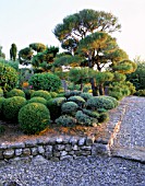 LA CHABAUDE  FRANCE. DESIGNER - PHILIPPE COTTET: RAISED BED WITH STONE WALL AND CLIPPED TOPIARY PINES AND BOX