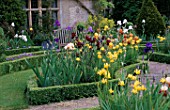 THE ABBEY HOUSE  WILTSHIRE: IRISES GROWING IN BOX EDGED BED
