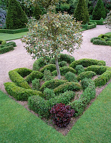 THE_ABBEY_HOUSE__WILTSHIRE_CLIPPED_HOLLY_TREE_AND_CLIPPED_BOX_AND_BERBERIS_ON_THE_PARTERRE