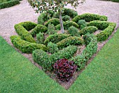 THE ABBEY HOUSE  WILTSHIRE: CLIPPED HOLLY TREE AND CLIPPED BOX AND BERBERIS ON THE PARTERRE