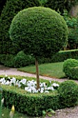 THE ABBEY HOUSE  WILTSHIRE: BOX TOPIARY LOLLIPOP MOPHEAD