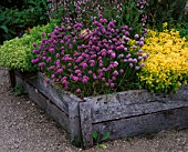 THE ABBEY HOUSE  WILTSHIRE: RAISED WOODEN BED IN THE HERB GARDEN WITH CHIVES FLOWERING BESIDE THE PANTHEON CERAMIC SCULPTURE BY CHERYL DEDMAN