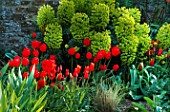 PETTIFERS GARDEN  OXFORDSHIRE: SPRING BORDER WITH TULIP QUEEN OF SHEBA   RED TULIPS AND EUPHORBIA CHARACIAS PURPLE AND GOLD